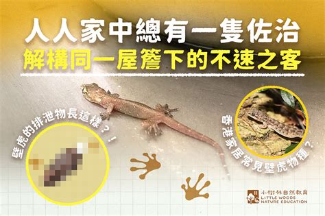 廁所有壁虎怎麼辦|檐蛇｜壁虎在家怎驅趕？別用殺蟲水 網民稱「3天然物 